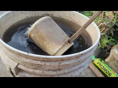 Tưới Phân Cho Cây Mai Sau Khi Chơi Tết 27.01 ÂL