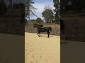 petit cheval noir