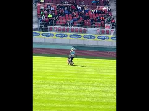 V3 Naldo von Vierhundert Hertz - BSZS 2022 Nurnberg- TSB - Bite-work