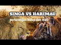 Pertarungan Hidup Dan Mati Singa Vs Harimau