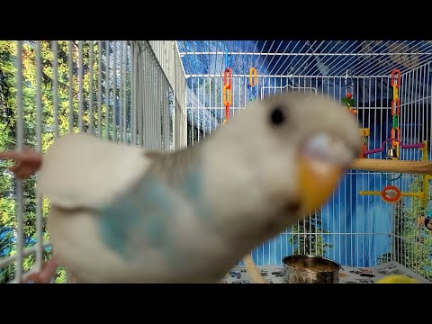 The BEST PARAKEETS SOUNDS 3 Hours for your birds to listen to.