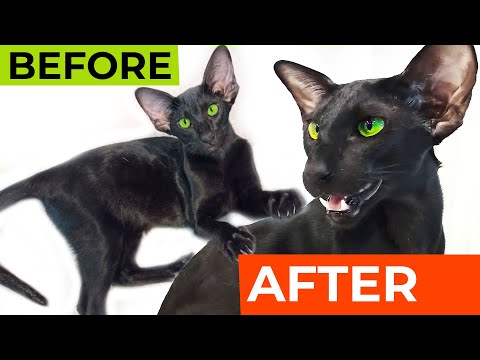 Oriental Kitten vs Cat 😸 Oriental Shorthair Breed
