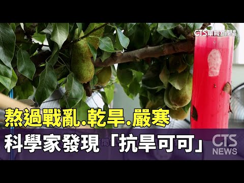 熬過戰亂.乾旱.嚴寒　科學家發現「抗旱可可」