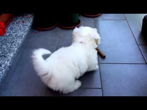 Discovering the Hammer