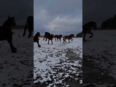 , title : 'Ruszyły na większy wybieg #koniezimnokrwiste #drafthorse #kaltblut #konie #ardennes'