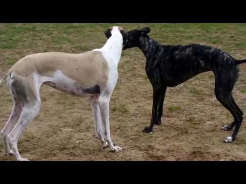 Galgo Español - Windhundewiese I