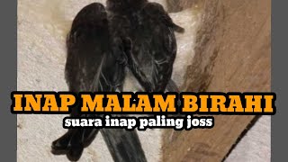 Download lagu Suara inap walet ‼️Malam birahi‼️,,paling jos mp3