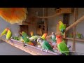Peach Faced Lovebirds Aviary Saturday July 10th 2021