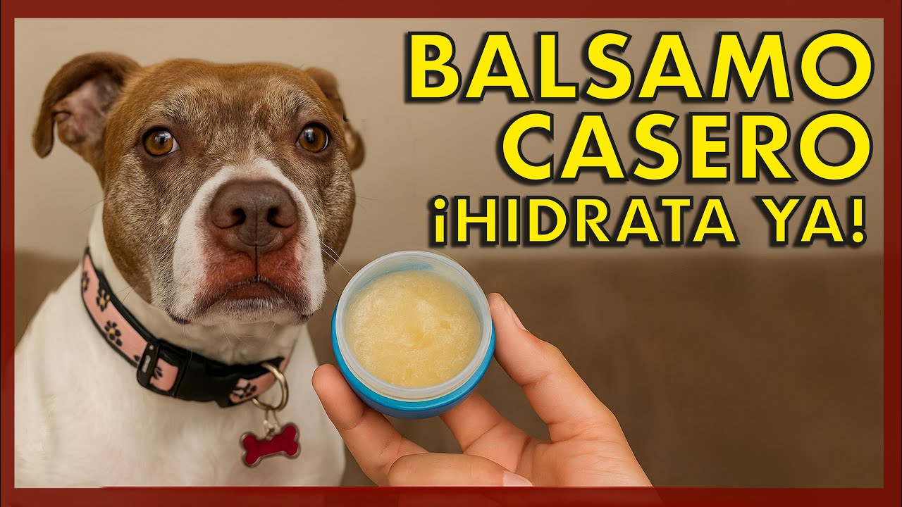 Watch Tip: Balsamo casero para hidratar la piel, nariz y patas de los perros Now Tip: Balsamo casero para hidratar la piel, nariz y patas de los perros