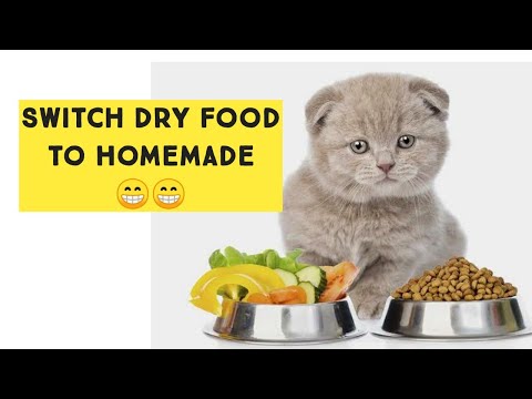 How to switch cat food to homemade Cat food | How to Transition Your Cat’s Food | Cat eat new food
