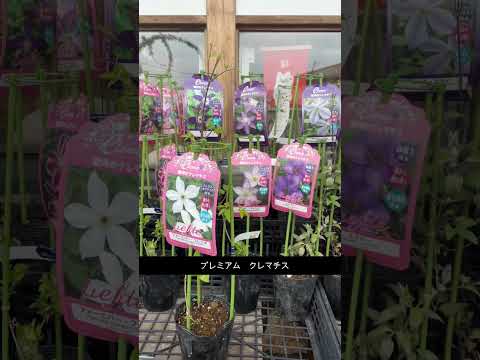 園芸 テキサスクレマチス