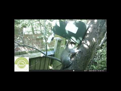 GOODNATURE A18 GREY SQUIRREL TRAP