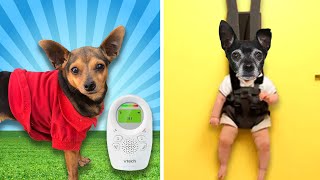 Testing Weird Baby Products with My Dogs