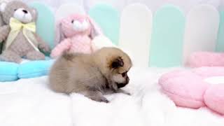 ハーフ犬の動画01