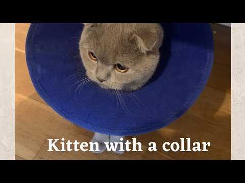 Kitten cat with a collar after a minor operation, cute ScottishFold kitten