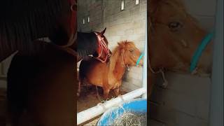 Download lagu Horse Mating & Breeding in Action #horse #animals #horsetrials mp3