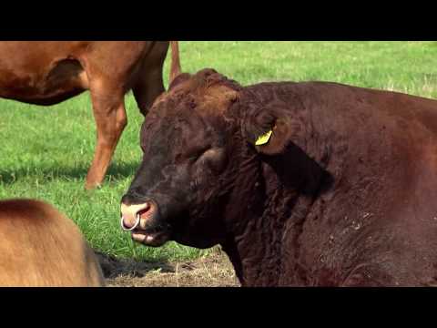 Rinderhaltung mal anders - Tier.Haltung.Verstehen (5/8)