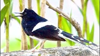 Download lagu Terapi Lengkingan Suara Kacer Air Sangat Ampuh mp3