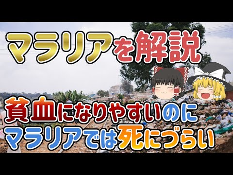 熱帯熱マラリア原虫。 J. ホプキンス大学のクレジット。