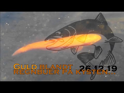 Guldørred på kysten