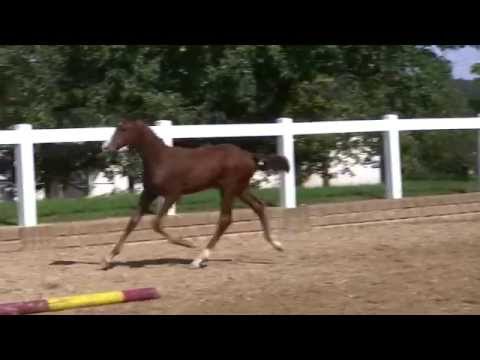 KN 33 HF v. Zirocco Blue - Larimar