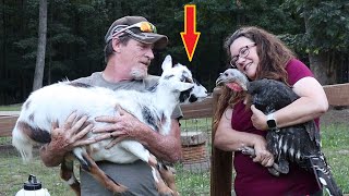 Will they forgive us | Goat Proof Turkey/Chicken FEEDER