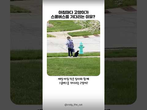 아침마다 고양이가 스쿨버스를 기다리는 이유