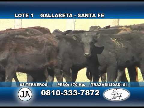 REMATE AGOSTO LOTE 01