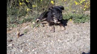 Poppy Dog Spanish Rescue - Our story...