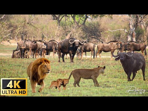 African Animals: Samburu National Park, Kenya, African Animals With Real Sounds in Video