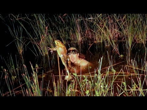 download lagu mp3 mp4 Frogzilla, download lagu Frogzilla gratis, unduh video klip Frogzilla