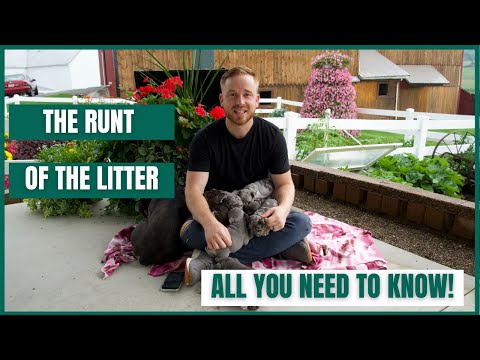The Runt of the Litter: All you need to know!