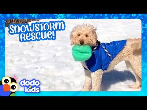 Little Dog Saved From Snowstorm Learns to Love Winter Again | Dodo Kids | Rescued!