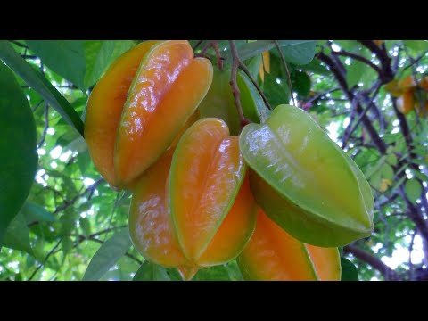 AYMAN EATING STAR  FRUIT! 
