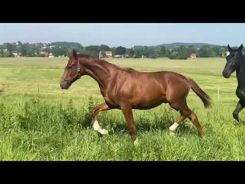 2021 Hengst - Florisdance - von Floriscount a.d. De Chocolate (Dancier)