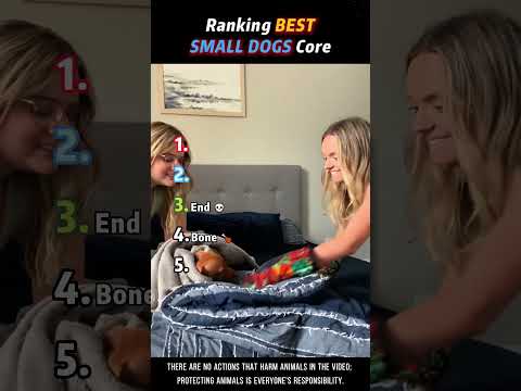 Ranking BEST SMALL DOGS Core Moments!!🐶🍼