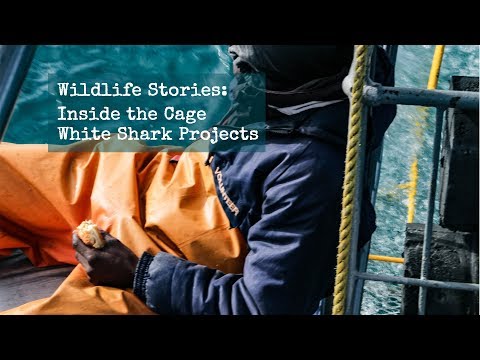 Behind the Cage - White Shark Project with Sarah Roberts