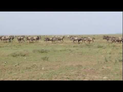 Wildebeest and Zebra migration in the Serengeti