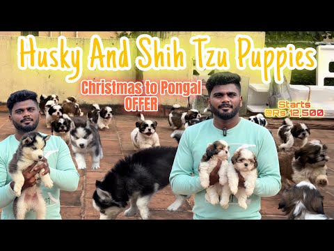 Quality 💯 Siberian Husky and Shih Tzu puppies 🐶 | Free Foods | Pets Paw Love 🐾
