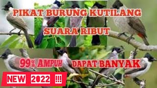 Download lagu MP3 SUARA PIKAT KUTILANG RIBUT 100% PALING AMPUH, ANTI ZONG ...!!! mp3