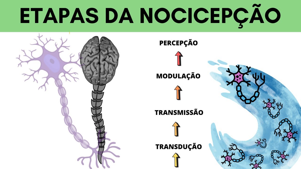 ETAPAS DA NOCICEPÇÃO EXPLICADAS (NEUROFISIOLOGIA)