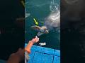 This Dolphin Begged To Save His Wife And Brought A Special Gift ️ Shorts