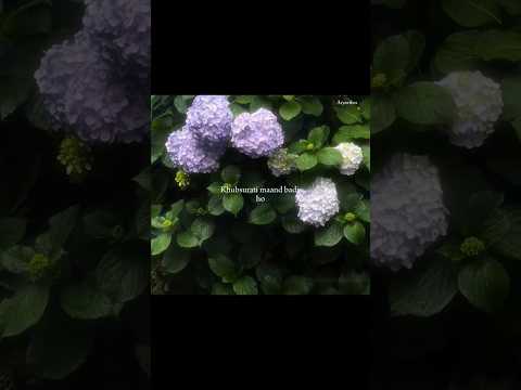 Paar‍o X Maand ❤🤌 | Aesthetic Lyrics Video #shorts #song #lyrics