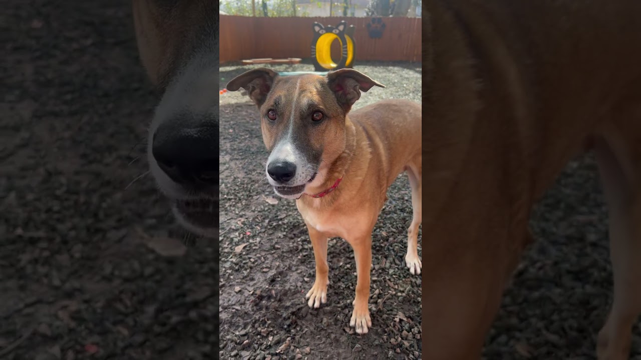 Enlarge Hot Chocolate (I Have a Secret Crush!), a Adoptable mixed breed in Decatur, GA video 6/6