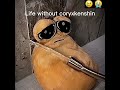 Cory Come Back Sad Coryxkenshin Comeback Wemissyou
