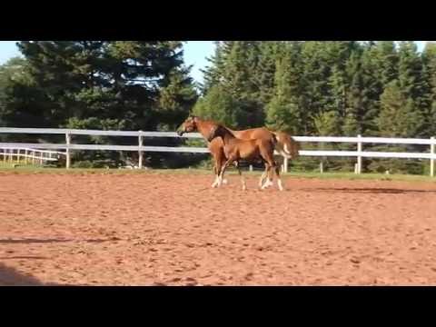 Bellamy - 2016 Hanoverian Inspection, PEI