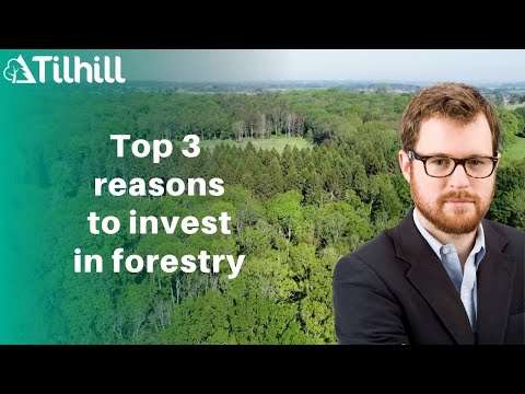 Meet The Team with Xander Mahony - Forestry Investment Analyst