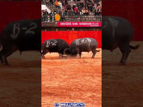 #Epic BuffaloFight Village Bullking Championship 2025 in Guigzhuo Arena #buffalofight #viralvideo 