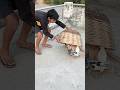 Kabutar Pakdane Ka Sahi Tarika Pigeon Birds Shortfeed Ytshort Vairalvideo Spkabutarclub