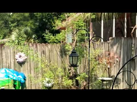Apex predator in action. Hawk at Bird feeder, wow.